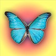 Butterfly Kyodai