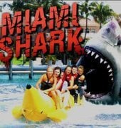 Miami Shark